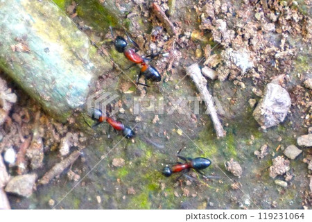紅胸巨蟻, 紅胸巨蟻, 寶登山 寶登山神社, 寶登山神社 119231064
