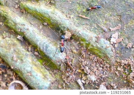 紅胸巨蟻, 紅胸巨蟻, 寶登山 寶登山神社, 寶登山神社 119231065