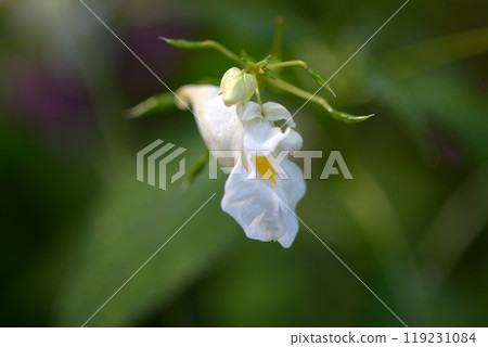鳳仙花 鳳仙花 119231084