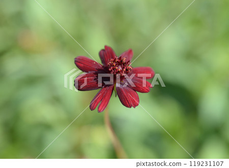 benicosmos benicosmos 119231107
