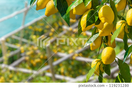 Bunches of fresh yellow ripe lemons with green leaves 119231280