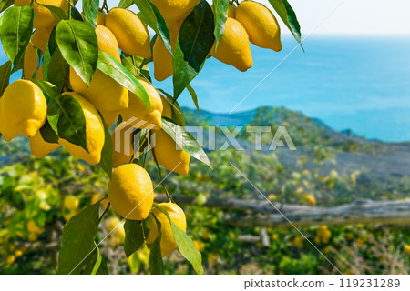 Bunches of fresh yellow ripe lemons with green leaves on lemon tree branches 119231289