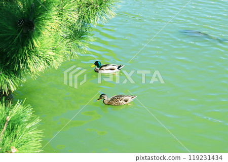 鴨子在池塘游泳 鴨子在池塘游泳 119231434