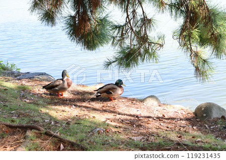 Duck in the park Duck in the park 119231435