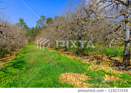 Apple that fell from tree has rotted on ground due to outbreak infectious disease at gardens Apple that fell from tree has rotted on ground due to outbreak infectious disease at gardens 119231548