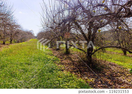 Infected gardens, apples that fell from trees rot on ground, diseases at gardens occur. Infected gardens, apples that fell from trees rot on ground, diseases at gardens occur. 119231553
