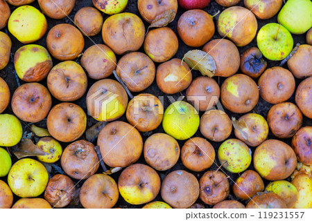 Apples that fall from trees rot in garden, diseases infected apples rot in ground. 119231557