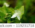 Flower of Tokuwa Tsurukusa 119231718