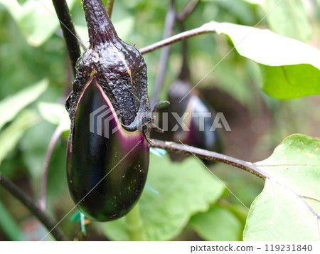 Eggplants growing in a home garden Eggplants growing in a home garden 119231840