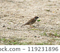 Sparrow hunting scene 119231896