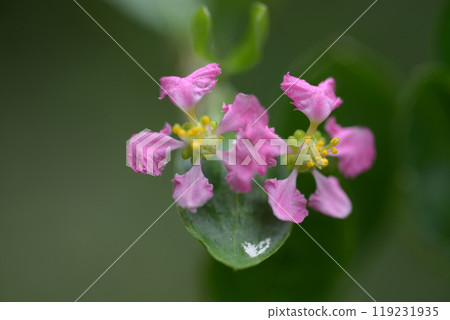 Acerola flowers Acerola flowers 119231935