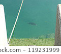 Black porgy swimming under the water 119231999
