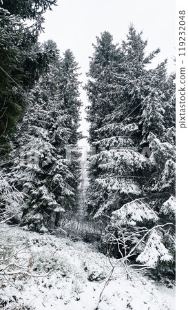 snowy spruces in winter in the forest 119232048