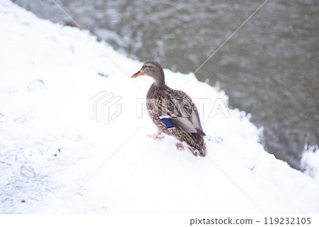 a wild duck on a snow-covered river bank a wild duck on a snow-covered river bank 119232105