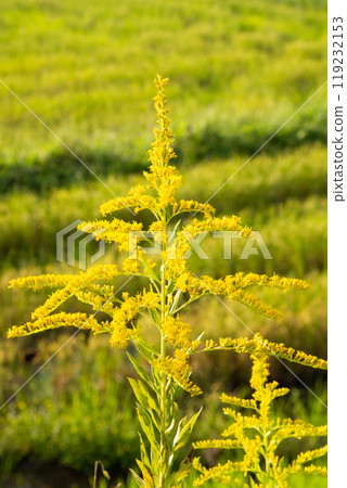 Seita Kawadachi花鋸 Seita Kawadachi花鋸 119232153