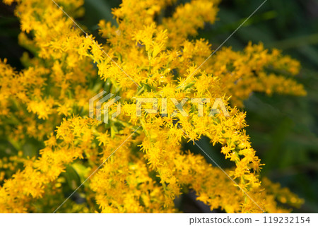 Solidago altissima flower close up 119232154