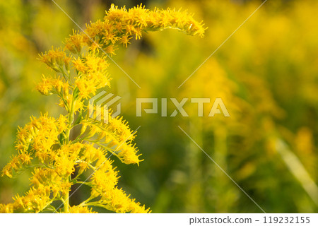 一枝黃花複製空間 119232155