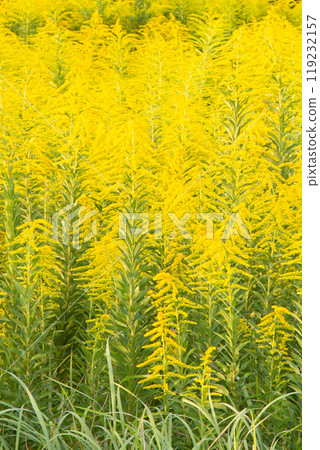 Seiitokawadassi盛開 119232157