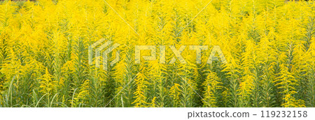 Seiitokawadassi盛開 119232158