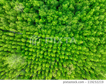 Aerial view green mangrove forest. Natural carbon sinks. Mangroves trees capture CO2. Blue carbon ecosystems. Mangroves absorb carbon dioxide emissions and mitigating global warming. Green ecosystem. 119232219
