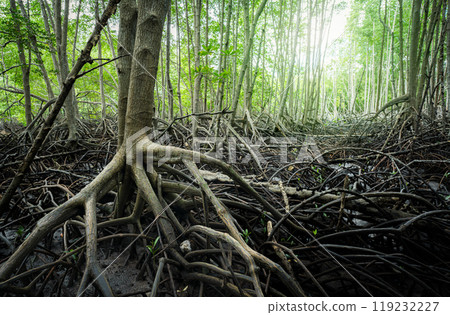 Mangrove forest. Mangrove root system in tropical coastal wetlands. Ecosystem preserving marine biodiversity and acting as natural carbon sink. Sustainable habitat protecting shorelines from erosion. 119232227