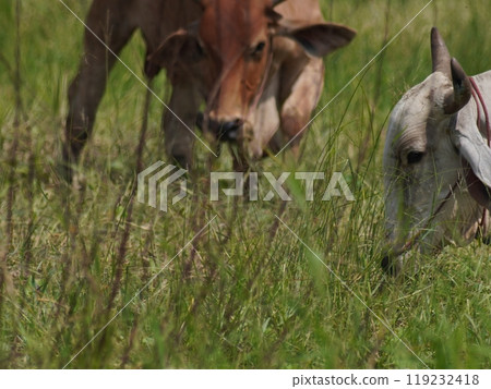 Native Thai cows in the countryside grasslands. Cows eat grass naturally. Native Thai cows in the countryside grasslands. Cows eat grass naturally. 119232418