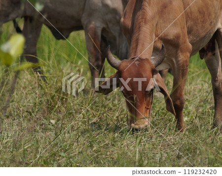 Native Thai cows in the countryside grasslands. Cows eat grass naturally. Native Thai cows in the countryside grasslands. Cows eat grass naturally. 119232420