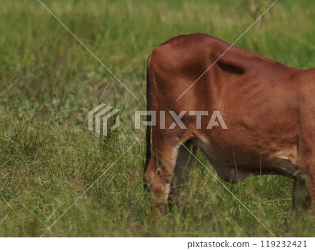 Native Thai cows in the countryside grasslands. Cows eat grass naturally. Native Thai cows in the countryside grasslands. Cows eat grass naturally. 119232421
