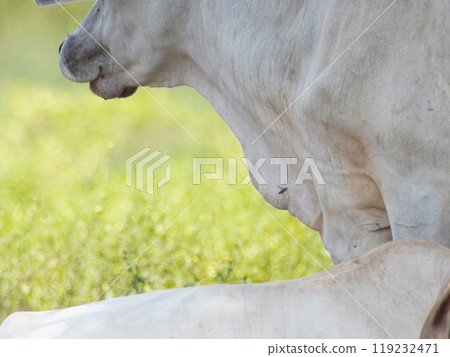 Native Thai cows in the countryside grasslands. Cows eat grass naturally. Native Thai cows in the countryside grasslands. Cows eat grass naturally. 119232471