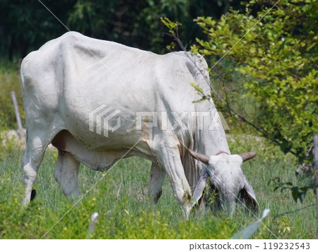 Native Thai cows in the countryside grasslands. Cows eat grass naturally. Native Thai cows in the countryside grasslands. Cows eat grass naturally. 119232543