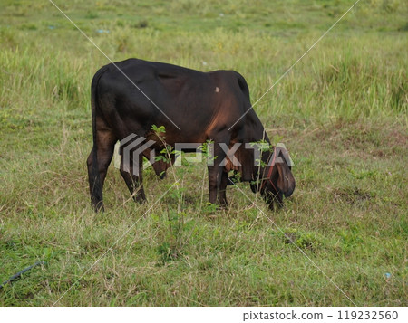 Native Thai cows in the countryside grasslands. Cows eat grass naturally. Native Thai cows in the countryside grasslands. Cows eat grass naturally. 119232560