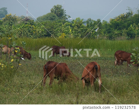 Native Thai cows in the countryside grasslands. Cows eat grass naturally. Native Thai cows in the countryside grasslands. Cows eat grass naturally. 119232578
