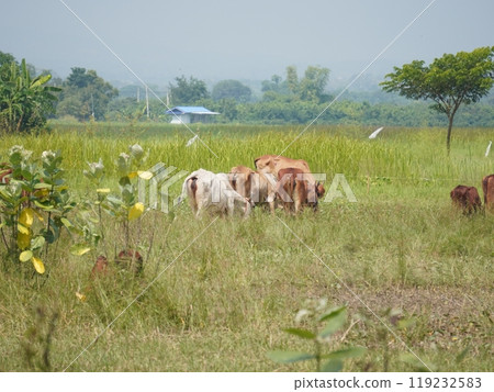 Native Thai cows in the countryside grasslands. Cows eat grass naturally. 119232583