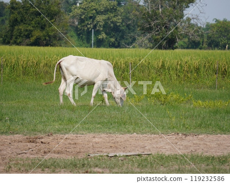 Native Thai cows in the countryside grasslands. Cows eat grass naturally. 119232586