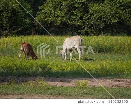 Native Thai cows in the countryside grasslands. Cows eat grass naturally. Native Thai cows in the countryside grasslands. Cows eat grass naturally. 119232590