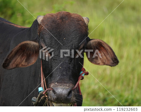 Native Thai cows in the countryside grasslands. Cows eat grass naturally. Native Thai cows in the countryside grasslands. Cows eat grass naturally. 119232603
