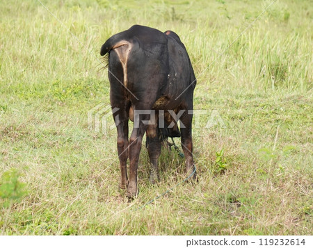 Native Thai cows in the countryside grasslands. Cows eat grass naturally. Native Thai cows in the countryside grasslands. Cows eat grass naturally. 119232614