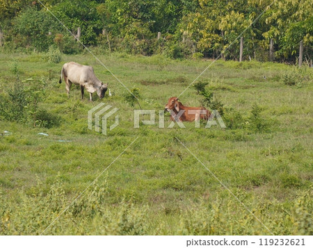 Native Thai cows in the countryside grasslands. Cows eat grass naturally. Native Thai cows in the countryside grasslands. Cows eat grass naturally. 119232621
