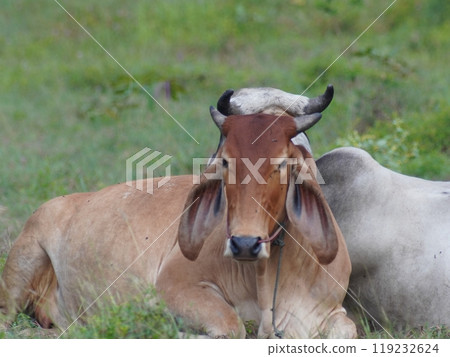 Native Thai cows in the countryside grasslands. Cows eat grass naturally. Native Thai cows in the countryside grasslands. Cows eat grass naturally. 119232624