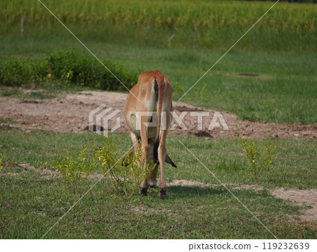 Native Thai cows in the countryside grasslands. Cows eat grass naturally. Native Thai cows in the countryside grasslands. Cows eat grass naturally. 119232639