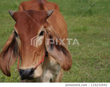 Native Thai cows in the countryside grasslands. Cows eat grass naturally. 119232642