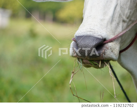 Native Thai cows in the countryside grasslands. Cows eat grass naturally. Native Thai cows in the countryside grasslands. Cows eat grass naturally. 119232702
