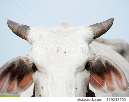 Native Thai cows in the countryside grasslands. Cows eat grass naturally. Native Thai cows in the countryside grasslands. Cows eat grass naturally. 119232703
