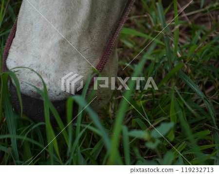 Native Thai cows in the countryside grasslands. Cows eat grass naturally. Native Thai cows in the countryside grasslands. Cows eat grass naturally. 119232713