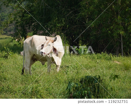 Native Thai cows in the countryside grasslands. Cows eat grass naturally. Native Thai cows in the countryside grasslands. Cows eat grass naturally. 119232731