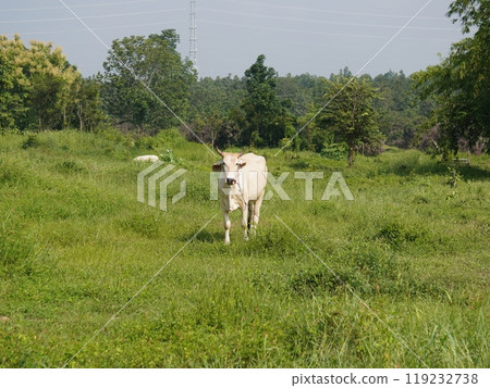 Native Thai cows in the countryside grasslands. Cows eat grass naturally. Native Thai cows in the countryside grasslands. Cows eat grass naturally. 119232738