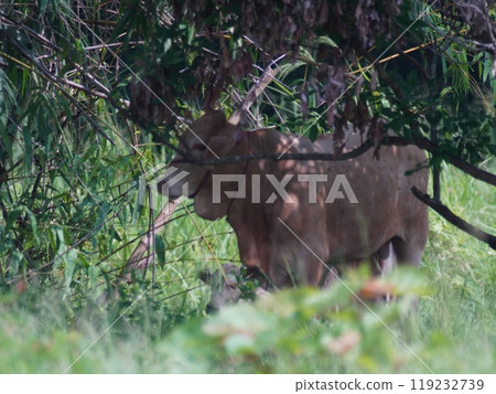 Native Thai cows in the countryside grasslands. Cows eat grass naturally. Native Thai cows in the countryside grasslands. Cows eat grass naturally. 119232739