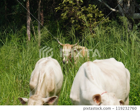 Native Thai cows in the countryside grasslands. Cows eat grass naturally. 119232760