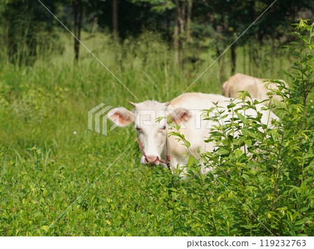 Native Thai cows in the countryside grasslands. Cows eat grass naturally. Native Thai cows in the countryside grasslands. Cows eat grass naturally. 119232763