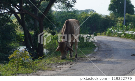 Native Thai cows in the countryside grasslands. Cows eat grass naturally. Native Thai cows in the countryside grasslands. Cows eat grass naturally. 119232779